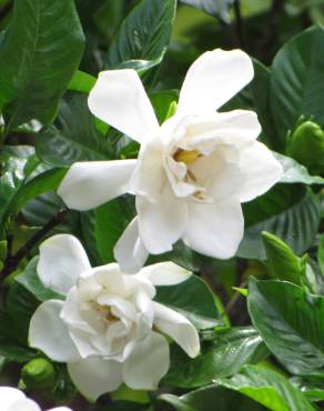 Fotografia 1 da espécie Gardenia augusta no Jardim Botânico UTAD