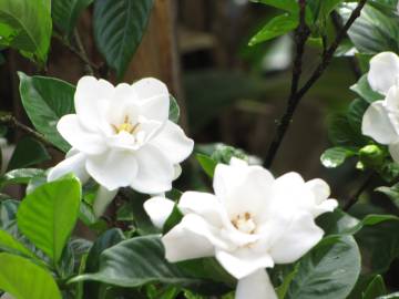 Fotografia da espécie Gardenia augusta