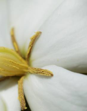 Fotografia 7 da espécie Gardenia augusta no Jardim Botânico UTAD