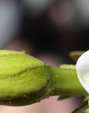 Fotografia 8 da espécie Gardenia augusta no Jardim Botânico UTAD