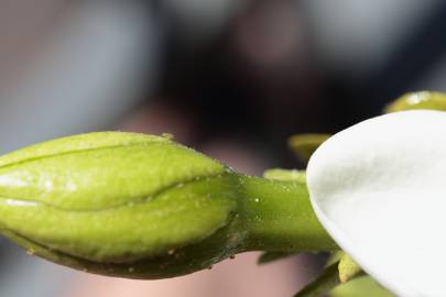 Fotografia da espécie Gardenia augusta