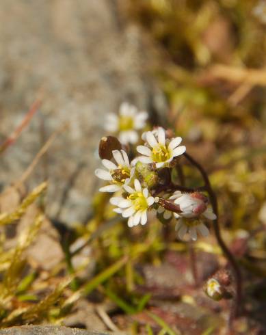 Fotografia de capa Erophila verna - do Jardim Botânico