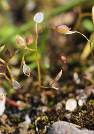 Fotografia da espécie Erophila verna