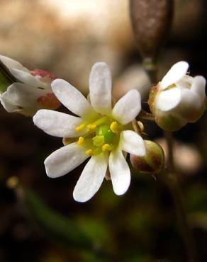 Fotografia 3 da espécie Erophila verna no Jardim Botânico UTAD