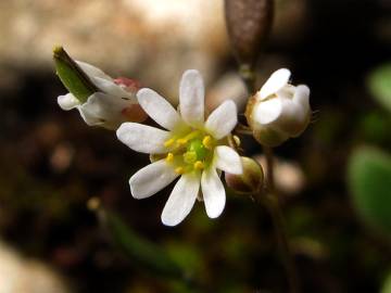 Fotografia da espécie Erophila verna