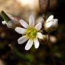 Fotografia 3 da espécie Erophila verna do Jardim Botânico UTAD