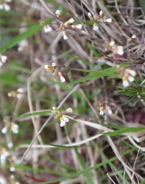 Fotografia 5 da espécie Erophila verna no Jardim Botânico UTAD