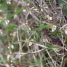Fotografia 5 da espécie Erophila verna do Jardim Botânico UTAD