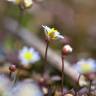 Fotografia 6 da espécie Erophila verna do Jardim Botânico UTAD