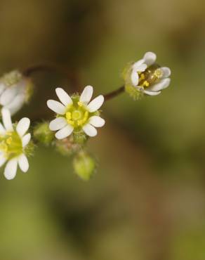 Fotografia 7 da espécie Erophila verna no Jardim Botânico UTAD