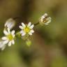 Fotografia 7 da espécie Erophila verna do Jardim Botânico UTAD