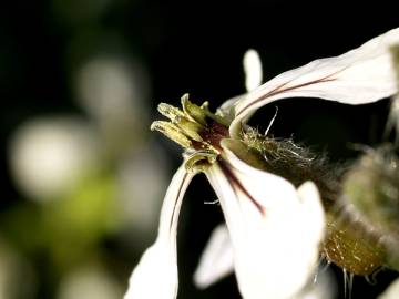 Fotografia da espécie Eruca vesicaria