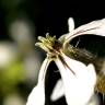 Fotografia 6 da espécie Eruca vesicaria do Jardim Botânico UTAD