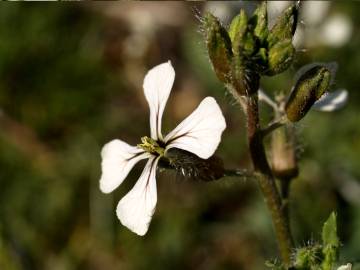 Fotografia da espécie Eruca vesicaria