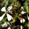 Fotografia 9 da espécie Eruca vesicaria do Jardim Botânico UTAD