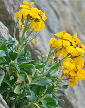 Fotografia 1 da espécie Erysimum cheiri no Jardim Botânico UTAD