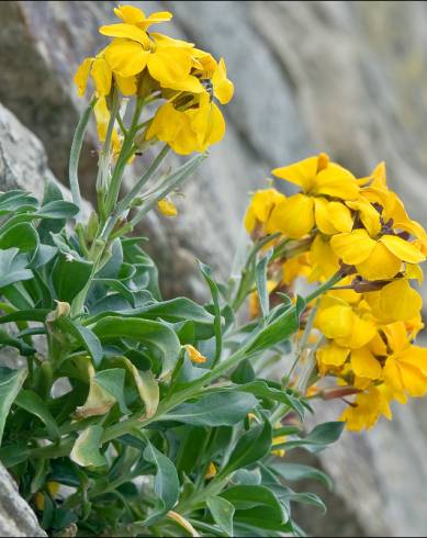 Fotografia de capa Erysimum cheiri - do Jardim Botânico