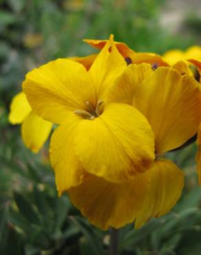 Fotografia 3 da espécie Erysimum cheiri no Jardim Botânico UTAD