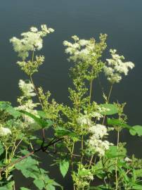 Fotografia da espécie Filipendula ulmaria