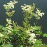 Fotografia 4 da espécie Filipendula ulmaria do Jardim Botânico UTAD