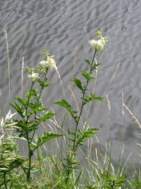 Fotografia da espécie Filipendula ulmaria