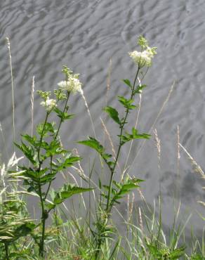 Fotografia 6 da espécie Filipendula ulmaria no Jardim Botânico UTAD