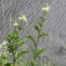 Fotografia 6 da espécie Filipendula ulmaria do Jardim Botânico UTAD