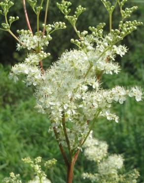 Fotografia 1 da espécie Filipendula ulmaria no Jardim Botânico UTAD