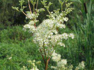 Fotografia da espécie Filipendula ulmaria