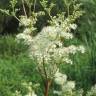 Fotografia 1 da espécie Filipendula ulmaria do Jardim Botânico UTAD