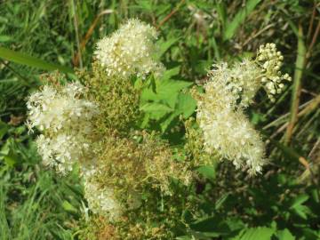 Fotografia da espécie Filipendula ulmaria