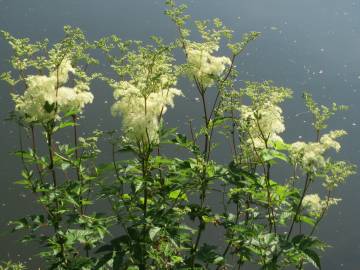 Fotografia da espécie Filipendula ulmaria