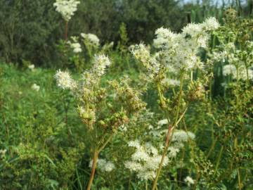 Fotografia da espécie Filipendula ulmaria