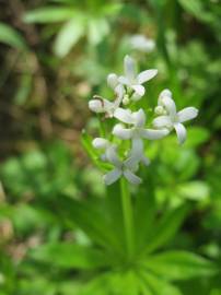 Fotografia da espécie Galium odoratum