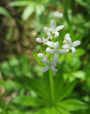 Fotografia 3 da espécie Galium odoratum no Jardim Botânico UTAD