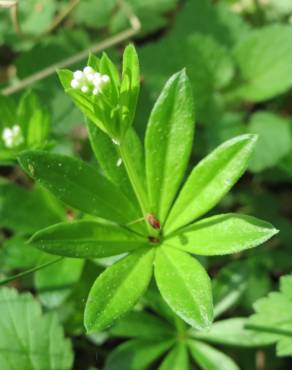 Fotografia 4 da espécie Galium odoratum no Jardim Botânico UTAD