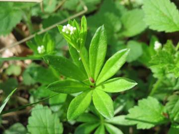 Fotografia da espécie Galium odoratum