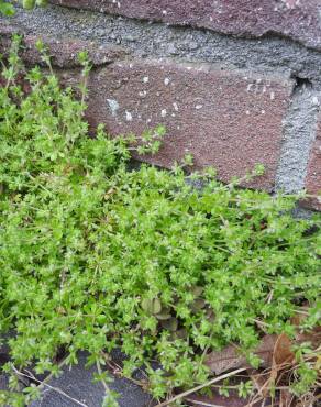 Fotografia 3 da espécie Galium murale no Jardim Botânico UTAD