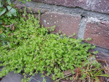 Fotografia da espécie Galium murale