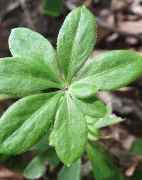 Fotografia 6 da espécie Galium odoratum no Jardim Botânico UTAD