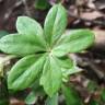 Fotografia 6 da espécie Galium odoratum do Jardim Botânico UTAD