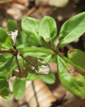 Fotografia 7 da espécie Galium odoratum no Jardim Botânico UTAD