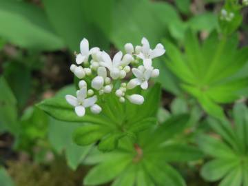 Fotografia da espécie Galium odoratum