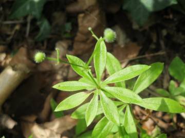 Fotografia da espécie Galium odoratum