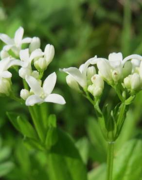 Fotografia 10 da espécie Galium odoratum no Jardim Botânico UTAD