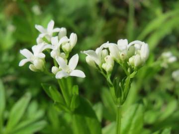 Fotografia da espécie Galium odoratum