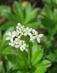 Galium odoratum