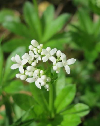 Fotografia de capa Galium odoratum - do Jardim Botânico