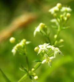 Fotografia da espécie Galium saxatile