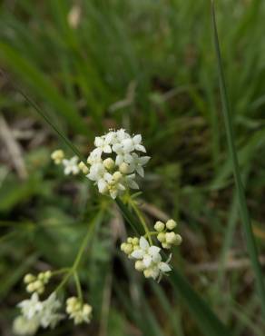 Fotografia 1 da espécie Galium saxatile no Jardim Botânico UTAD